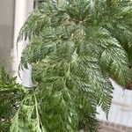 Davallia fejeensis Blatt