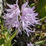 Orchis italica Квітка