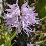 Orchis italica Květ