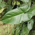 Philodendron erubescens List