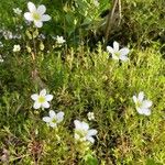Saxifraga hypnoides Libunga
