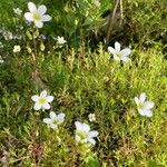 Saxifraga hypnoides Hábitos