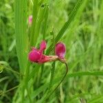 Lathyrus nissolia Flor