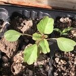 Amaranthus blitum ഇല