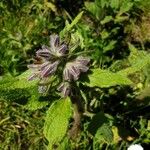 Borago officinalis花