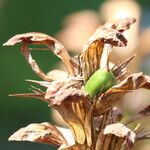 Acanthus hungaricus Fruto