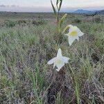 Gladiolus gunnisii 花