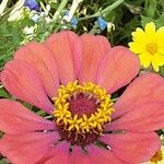 Zinnia elegans Квітка