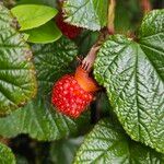 Rubus tricolor Fruit