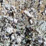 Artemisia pedemontana Fruit