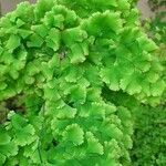 Adiantum tenerum List