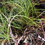 Carex cercostachys ശീലം