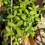 Floerkea proserpinacoides Blad