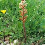 Orobanche luteaÇiçek