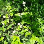 Fragaria moschata Habitus