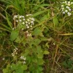 Ageratum conyzoidesFlor