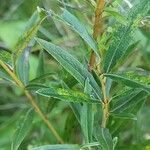 Salix rosmarinifolia Blatt