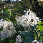 Clematis vitalba L.Frukt