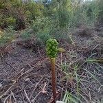 Arum pictum Fruit