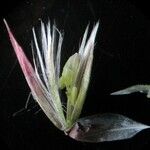Melica ciliata Λουλούδι