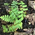 Asplenium platyneuron Hoja