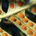 Polypodium vulgare Плод