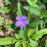 Ruellia strepens Flower