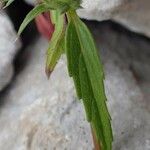 Galeopsis angustifolia Leaf