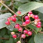 Viburnum lantanaFruchs