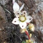 Sedum hirsutum Flower