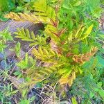 Vachellia cornigera Folio