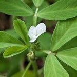 Trigonella foenum-graecum Квітка