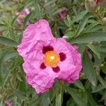 Cistus × purpureus Flors