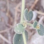 Euphorbia petiolata Fruit