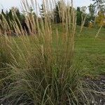 Ammophila breviligulata Habitus