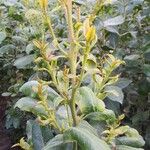 Catha edulis Φύλλο