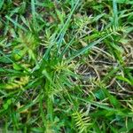 Cyperus meyenianus 其他