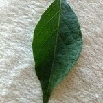 Lonicera maackii Feuille