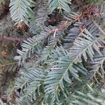 Taxus baccata Hoja