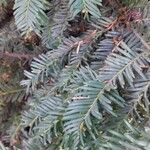 Taxus baccata 叶