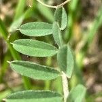 Vicia pannonica ഇല