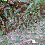 Euphorbia hypericifolia ᱥᱟᱠᱟᱢ