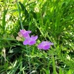 Agalinis purpurea 花