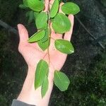 Amelanchier canadensis Leaf