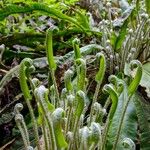 Asplenium scolopendriumपत्ता