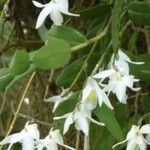 Dendrobium crumenatum Blomma