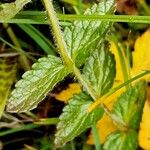 Bartsia alpina പുറംതൊലി