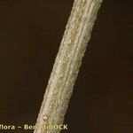 Astragalus solandri Corteza