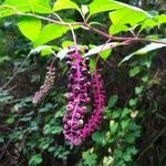 Phytolacca americana Koor