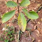 Handroanthus ochraceusYaprak